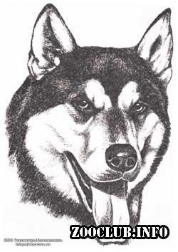 1212448243_sob57.jpg