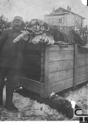 тигр.jpg