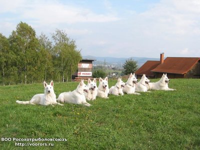 Белая швейцарская овчарка.jpg