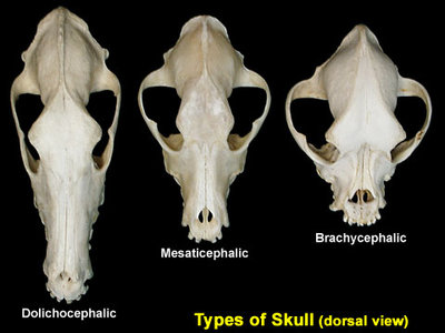 skulls_types.jpg