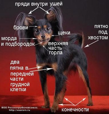 ch-p-opisaniye.jpg