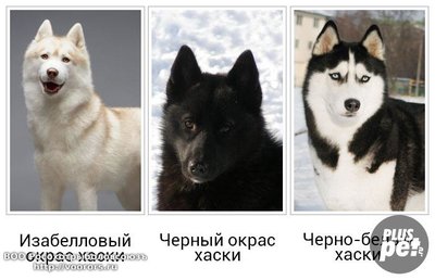 окрас хаски.jpg