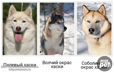 окрас хаски 1.jpg