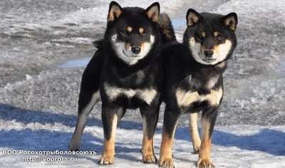 Siba-inu10.jpg