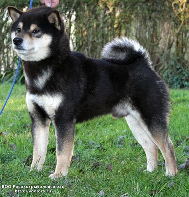 Siba-inu11.jpg