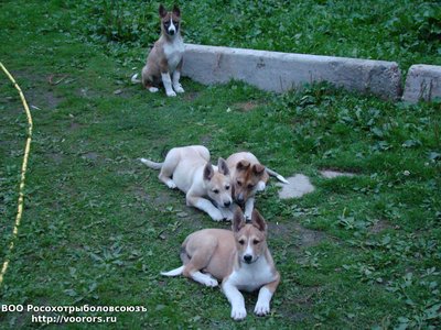 на заднем плане сука, остальные кобели.jpg