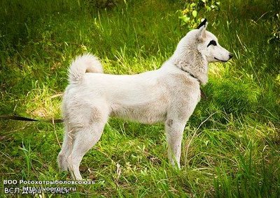 лвс Дара  Белая с черным.jpg