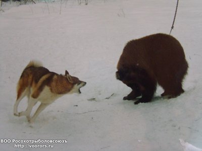 ПЧ Бурнаш-однопометник бабки щенков.JPG