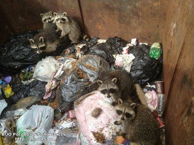 trapped_raccoons_saved_from_a_waste_container_640_02.jpg