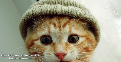 cuidados-com-gato-no-inverno-cover.jpg