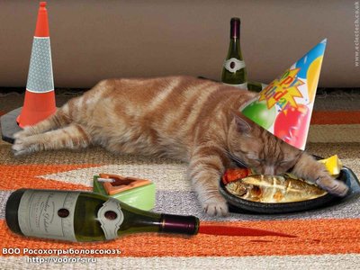 funny-birthday-cat-18-wide-wallpaper[1].jpg