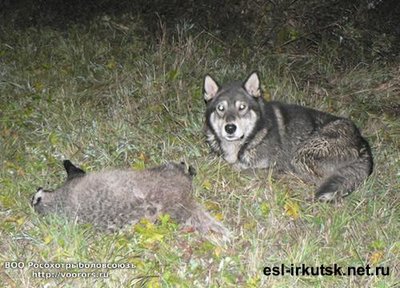 foto_ohota (7).jpg