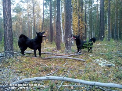 соб.jpeg