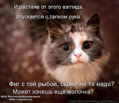 мол.jpg
