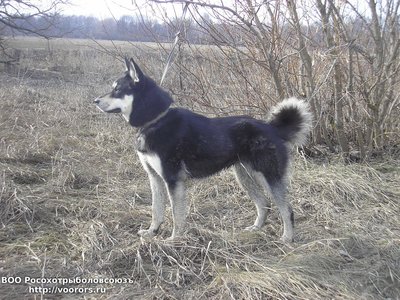 Ангара.jpg