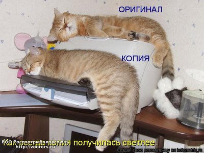 коп.jpg
