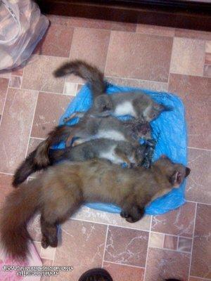 IMG_20161027_195858.thumb.jpg.effbe156d9de8fcdbd9fe4f5d85c018d.jpg