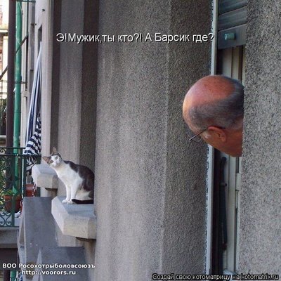 лыс.jpg