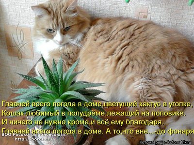 пог.jpg