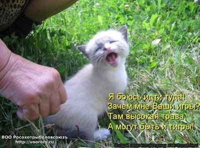 тигр.jpg