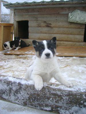 для Сани.jpg