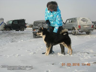 Лайка 2016.jpg