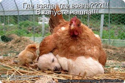 кап.jpg