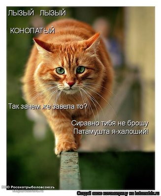 патаму.jpg