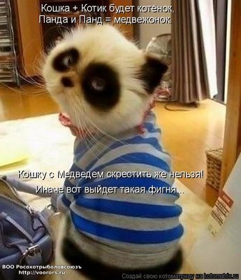 котомед.jpg