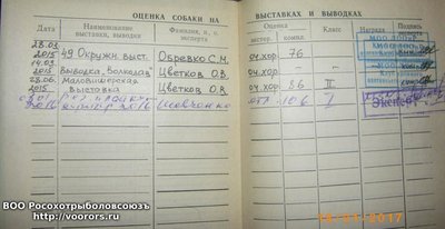 спайк.JPG