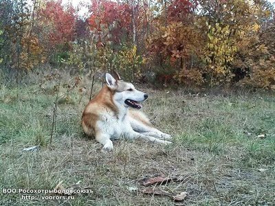 Денгур.jpg