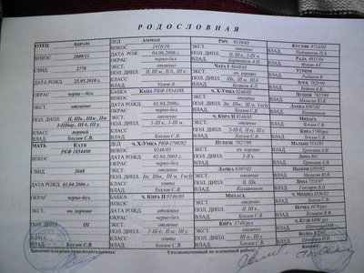 Абрам+Катя Род..JPG