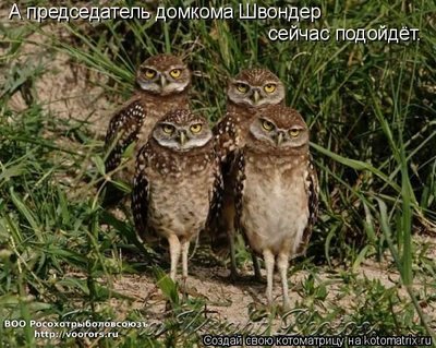 шв.jpg