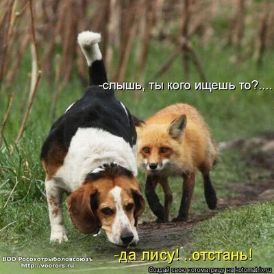лис.jpg