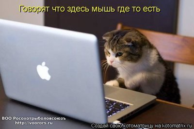 мыш.jpg