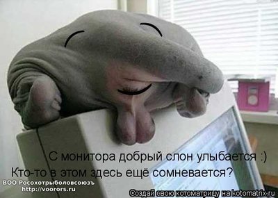 слон.jpg
