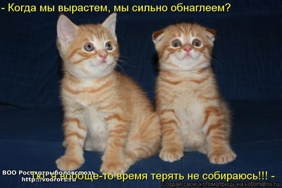 тю.jpg