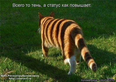 стат.jpg