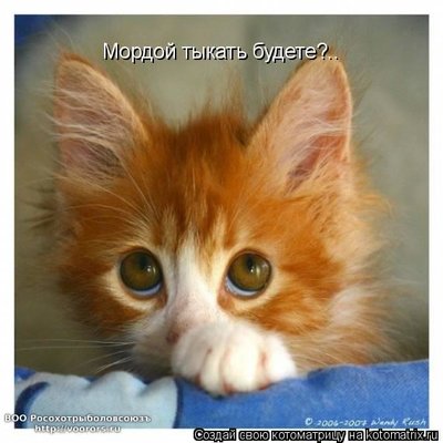 мор.jpg