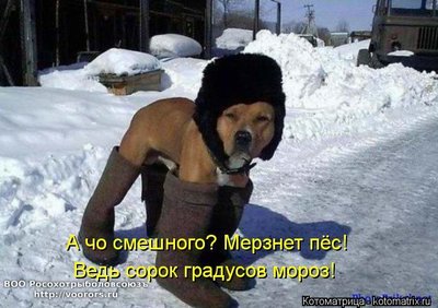 мор.jpg