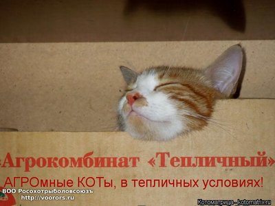 усл.jpg