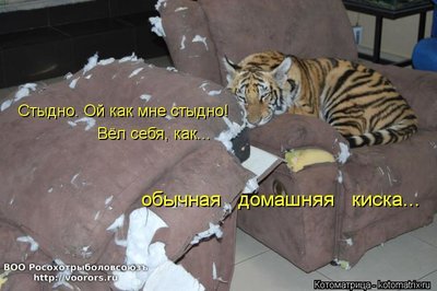 кис.jpg