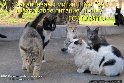 гол.jpg