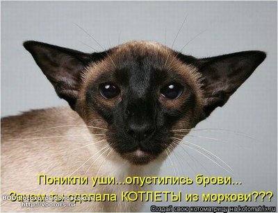 кот.jpg