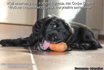 морк.jpg