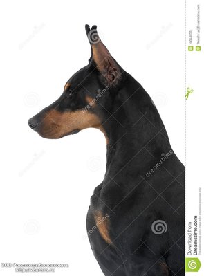 dog-pet-doberman-pinscher-10054830[1].jpg