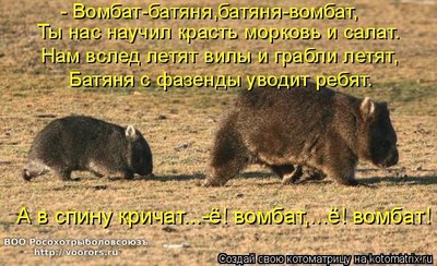 вомб.jpg