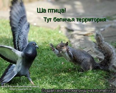 бел.jpg