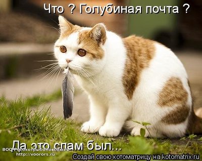спам.jpg