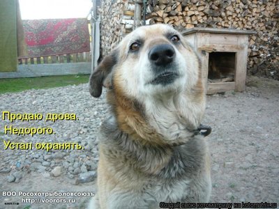 др.jpg
